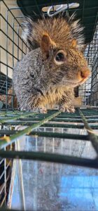 Animal Removal Chesaning